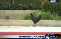 Crazy Chicken Crosses Road to be on Live TV